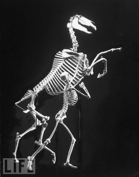 man and beast.jpg (30 KB)